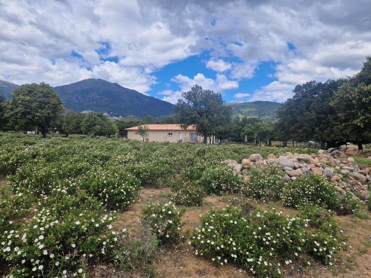 Domaine U Filanciu - Casa Ghjulia - Centru Di Corsica Villa Moltifao Bagian luar foto